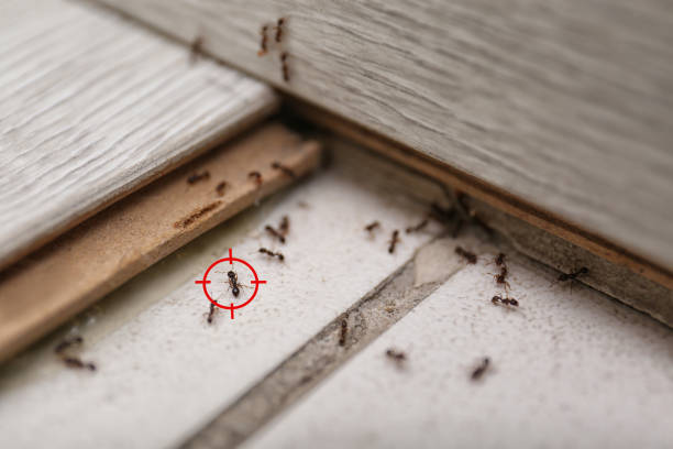 Best Rodent Control Near Me  in Wauconda, IL