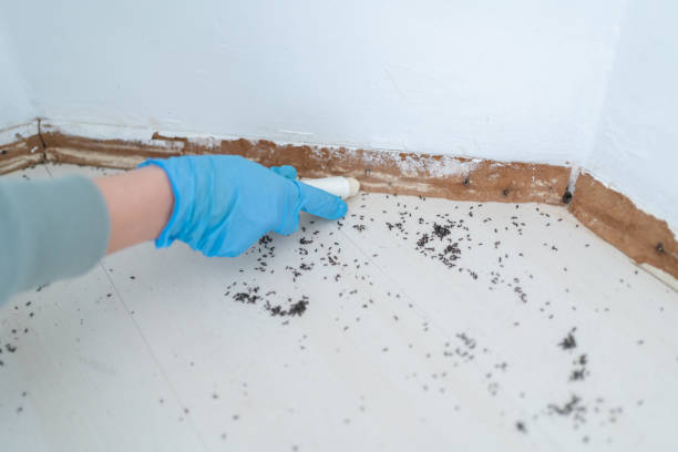 Best Pest Control Near Me in Wauconda, IL